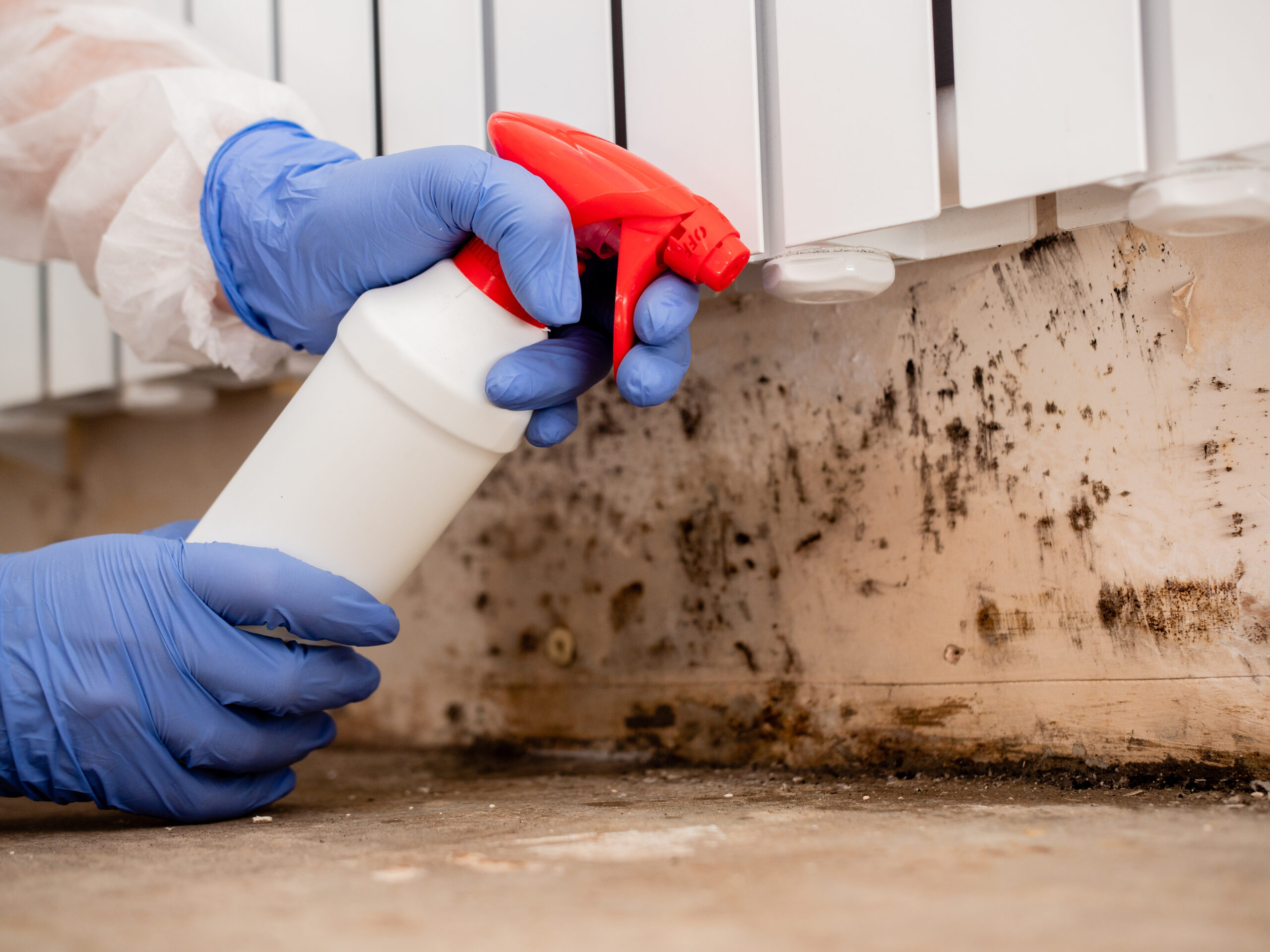 Removing Mold From Internal Wall
